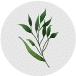 Beneficios Bosque Eterno